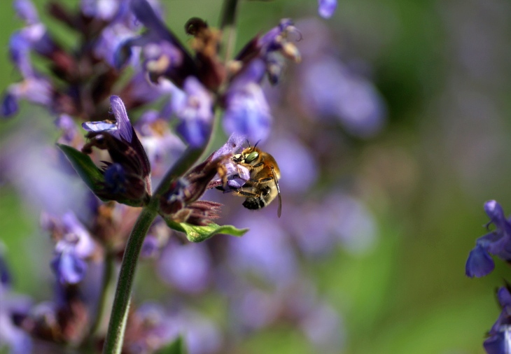 Un proyecto promueve la adaptación de los polinizadores al cambio climático