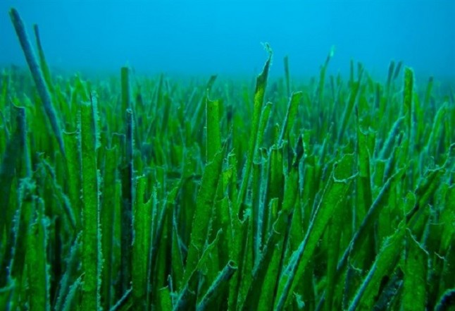 Con el decreto de posidonia en Baleares el sector náutico no tira cohetes
