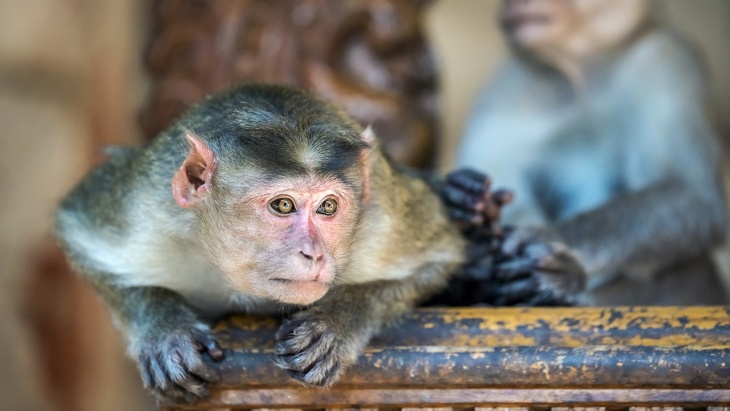 Siete nuevas especies de monos