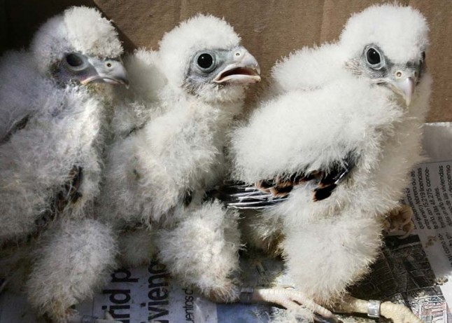 La Comunidad logra la cría de 165 cernícalos primilla