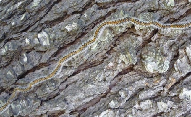 Logroño tiene un problema con la procesionaria y el pulgón