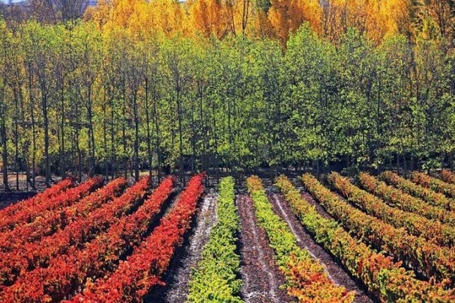 Medio Ambiente invertirá 121.000 € en un proyecto de repoblación forestal y mantenimiento de bosques de La Rioja Baja