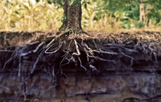 Hayan un gen capaz de reducir el CO2 de la Tierra