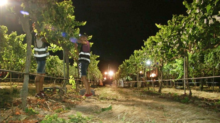 Raimat apuesta por la sostenibilidad