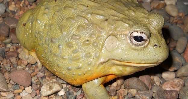 SEO/Birdlife solicita a Generalitat y Gobierno medidas urgentes contra la rana toro en el Delta del Ebro