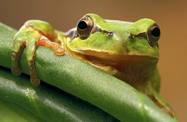 Sierra de Guadarrama