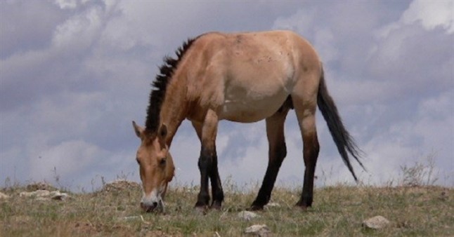 Se redibuja el árbol familiar de caballos domésticos y salvajes