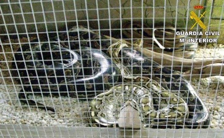 Destapada una red de tráfico de reptiles en Alicante