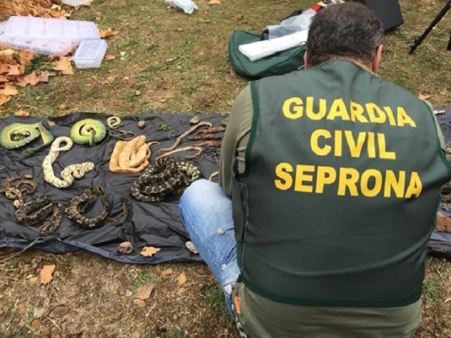 El SEPRONA incauta cientos de reptiles
