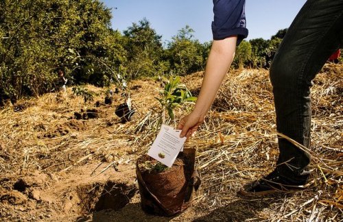 Arranca en Veracruz la Campaña Nacional de Restauración Forestal