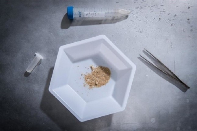 Un retrato genómico estrecha lazos entre elefantes y sus ancestros