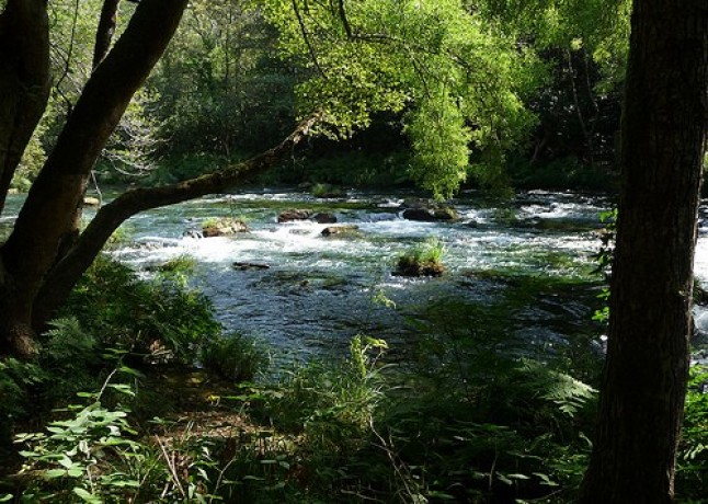 Qué papel tiene el ámbito rural y  el sector forestal