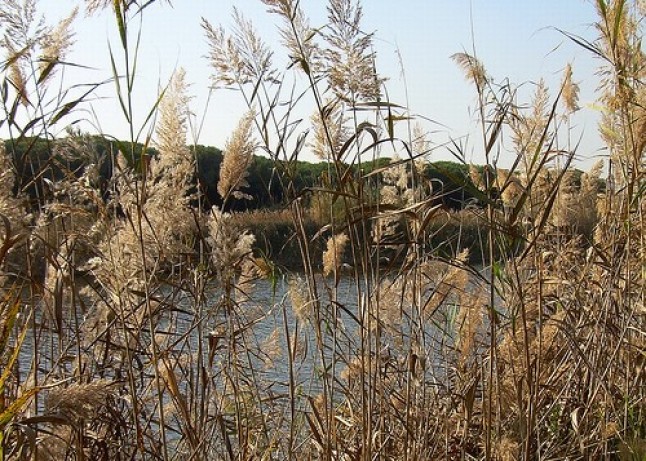 Restauración ambiental de márgenes y riberas en cauces de la margen derecha del río Ebro (Zaragoza)