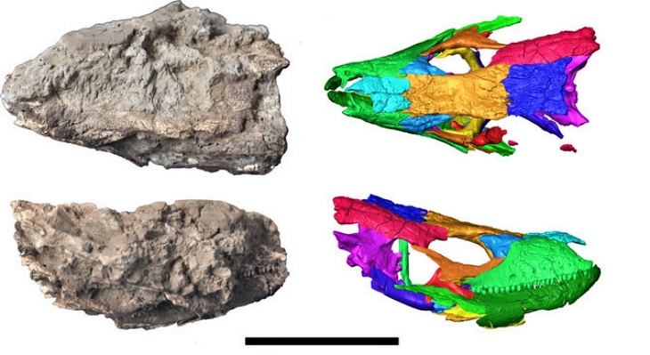 La ciencia estudia la evolución del lagarto gigante de la isla de La Palma