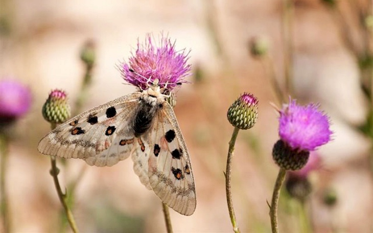 Los márgenes florales aumentan en un 130% las poblaciones de insectos en entornos agrícolas