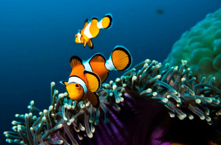 NEMO bajo la terrible amenaza de la Crisis Climática