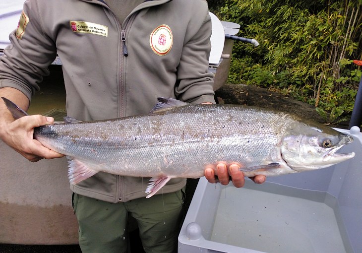 Programa navarro de voluntariado ‘Apadrina un salmón en el Bidasoa’