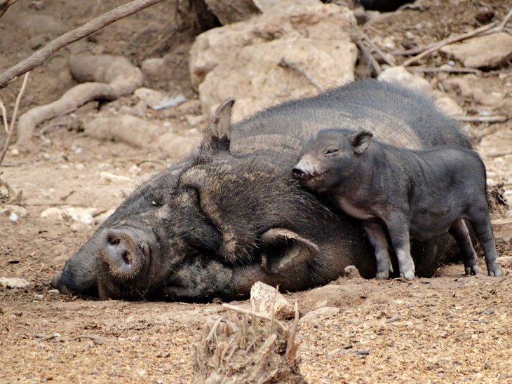 Polémica a cuenta de los cerdos vietnamitas de Tarragona