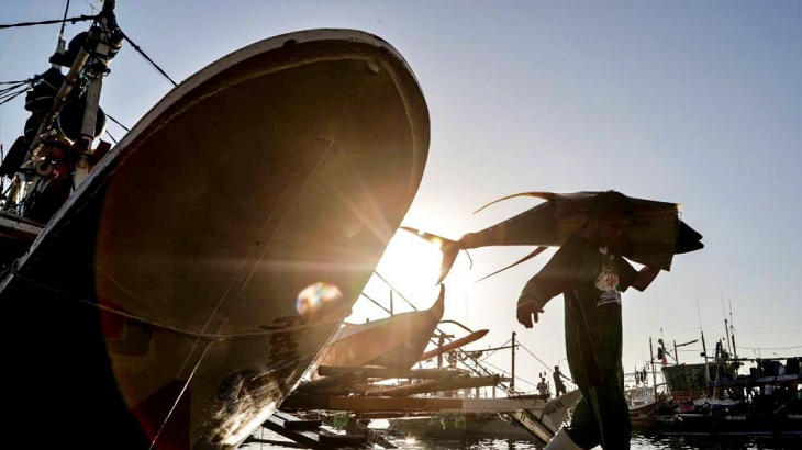 Málaga. Denuncian capturas masivas de especies pelágicas en los puertos de Estepona y Marbella