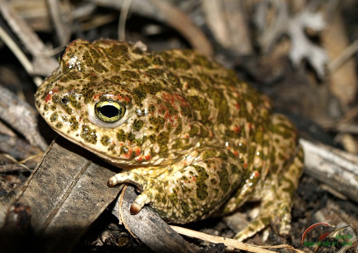 La tasa de infección por quitridiomicosis en el sapo corredor es más alta cuando comparte territorio con el sapillo pintojo mediterráneo