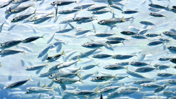 Crisis de la Sardina Ibérica: España y Portugal siguen sin reaccionar