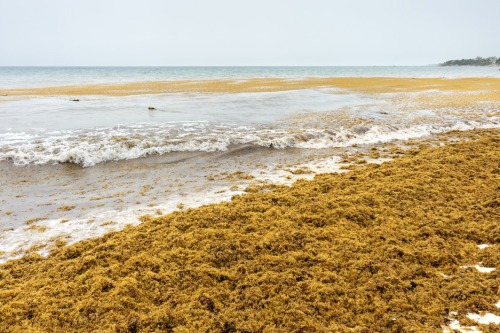 Detectada la mayor proliferación de algas del mundo