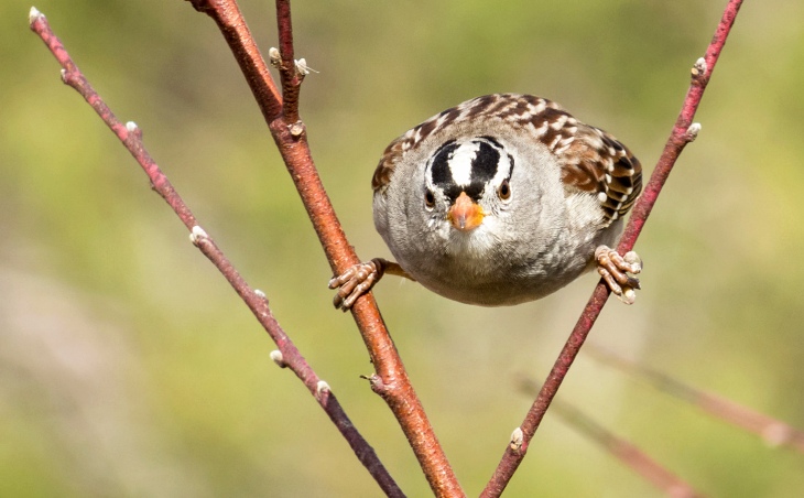 El invierno es ‘clave’ para las aves en España