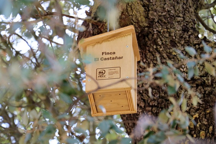 PEFC desarrolla las últimas actuaciones para mejorar el hábitat del águila imperial