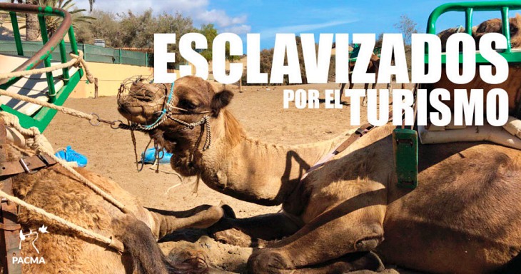 Vídeo del maltrato a los camellos en los paseos turísticos de Canarias