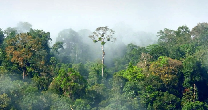 Los monos pueden recuperar las selvas tropicales degradadas