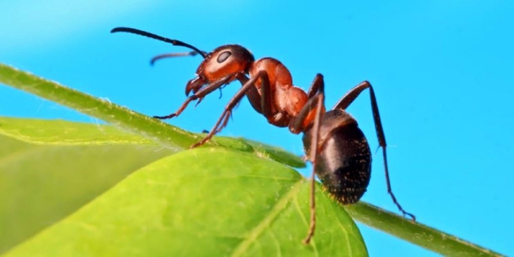 Por qué algunas hormigas soldado se convierten en obreras
