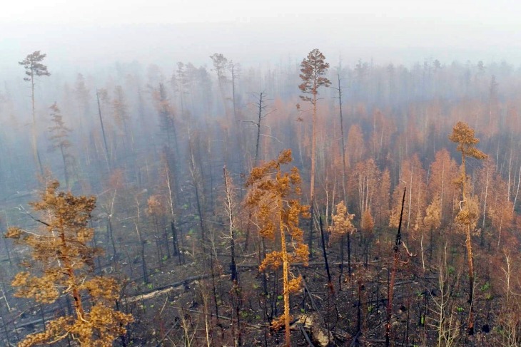 SOS. Los incendios en Siberia ya han arrasado un área mayor que Dinamarca