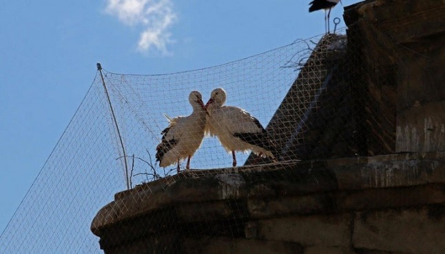 Los sistemas anticigüeñas de la Catedral Nova de Lleida bajo sospecha
