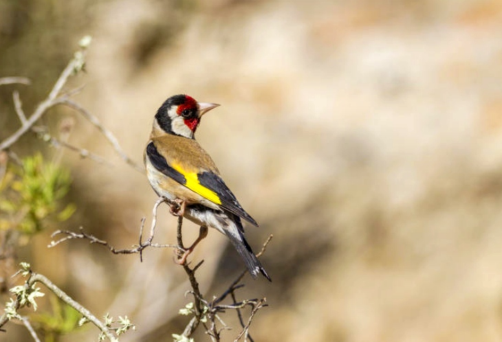 Un presunto delincuente cazaba pájaros con artes prohibidas en Jaén