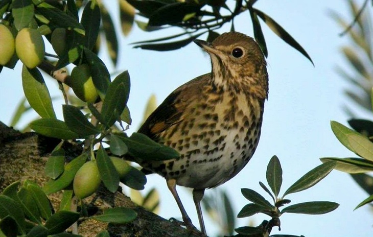Buenas noticias. Prohíben la recogida nocturna en olivares superintensivos para evitar la muerte de aves