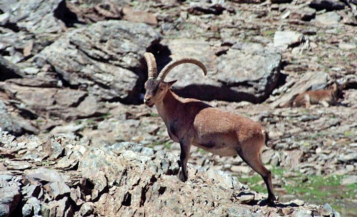 Polémica a cuenta de una trama de cazadores furtivos de cabra hispánica