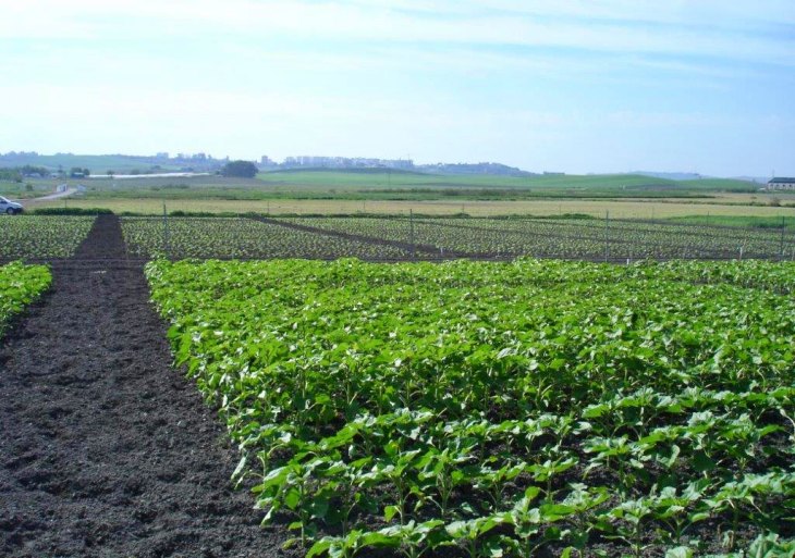 La agricultura de secano consigue mejores resultados si se adelanta la siembra
