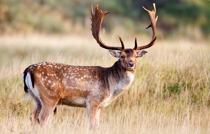 Identificadas las redes de transmisión del parásito que causa la leishmaniosis