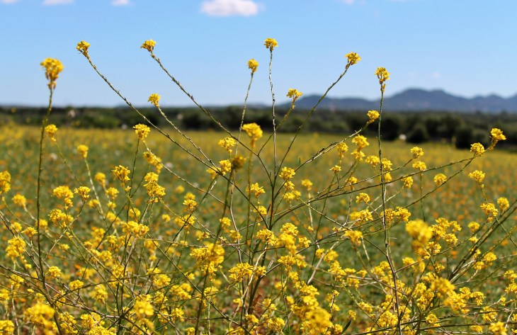 Los lugares más ricos en biodiversidad de plantas del Planeta en retroceso por la acción del ser humano