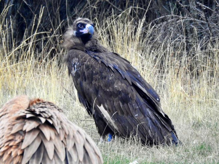 Liberan buitres negros en la Sierra de la Demanda burgalesa