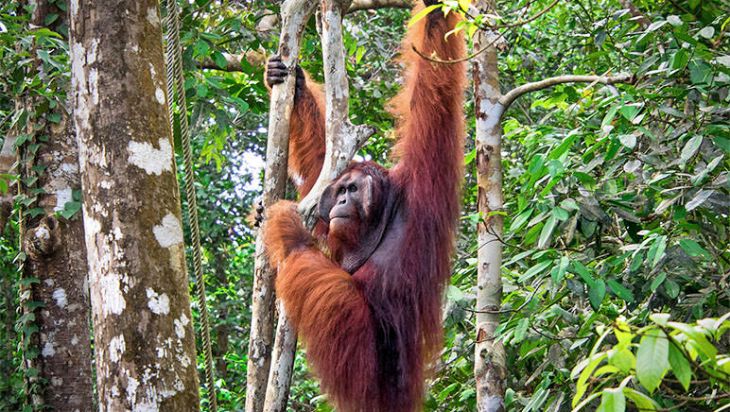 El Proyecto Gran Simio apuesta por Sumatra para combatir el tráfico de especies