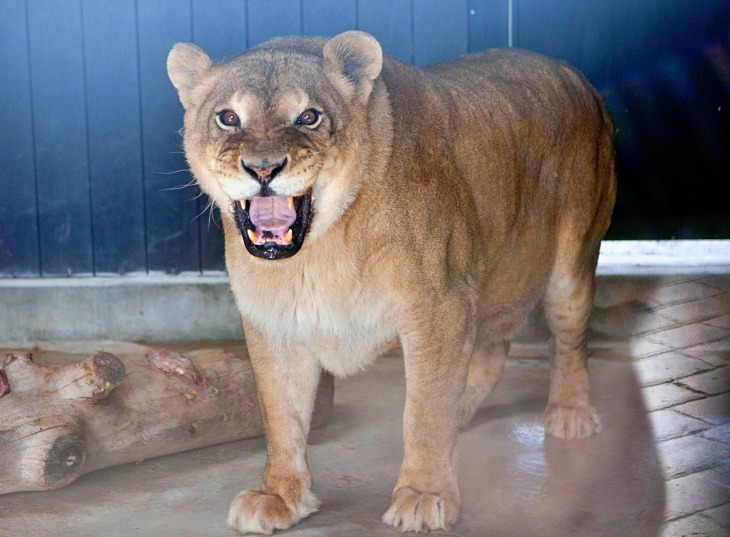 Boicot a los Circos con animales