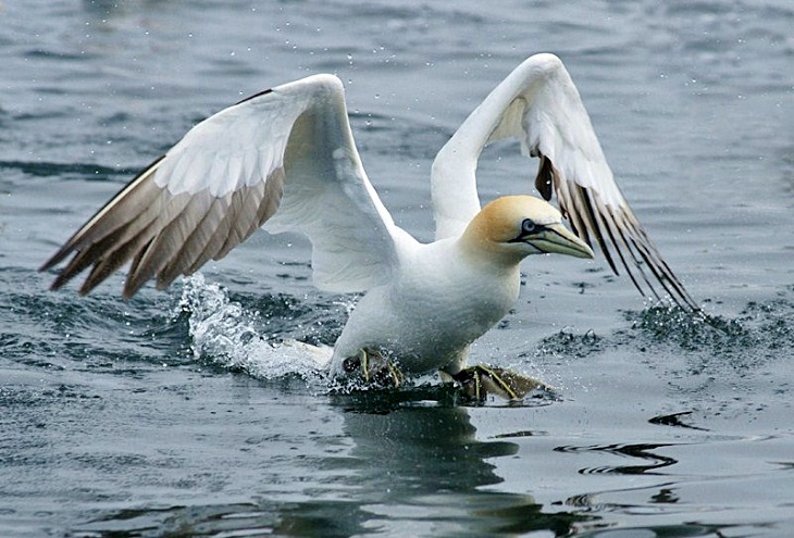 Los alcatraces enseñan generación tras generación a sus crías dónde buscar comida