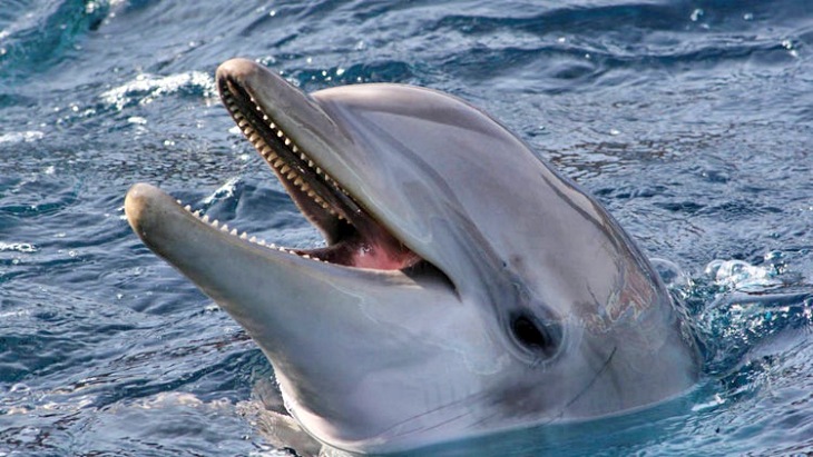 Qué tiene que decir el Zoo de Barcelona ante la muerte del delfín ‘Anak’