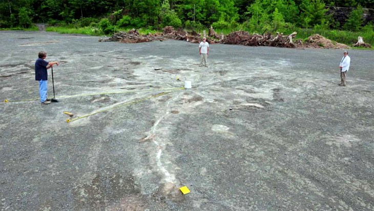 Nueva York. Aparece un bosque fósil de 386 millones de años