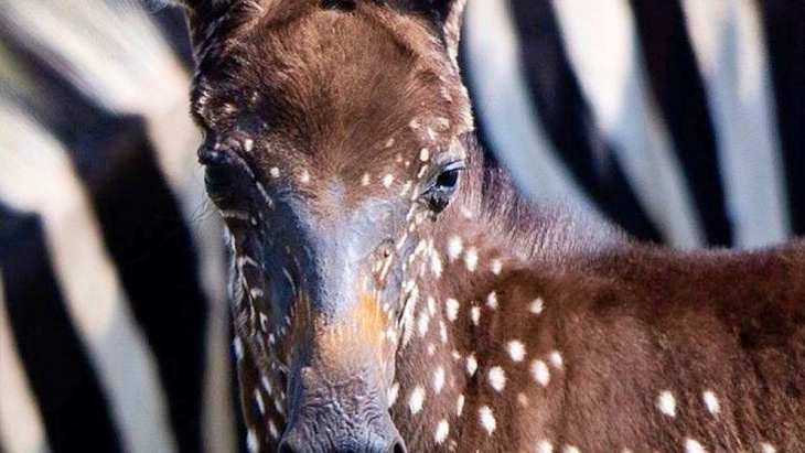 Una cebra con lunares