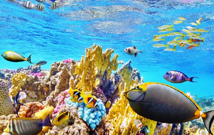 Proponen restaurar corales con sonidos atractivos para los peces