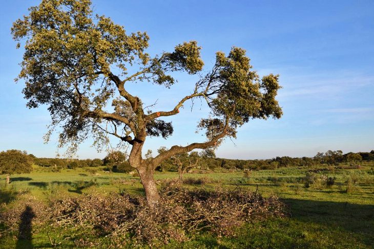 El manejo forestal afecta a la nidificación de las aves en las dehesas de encinas