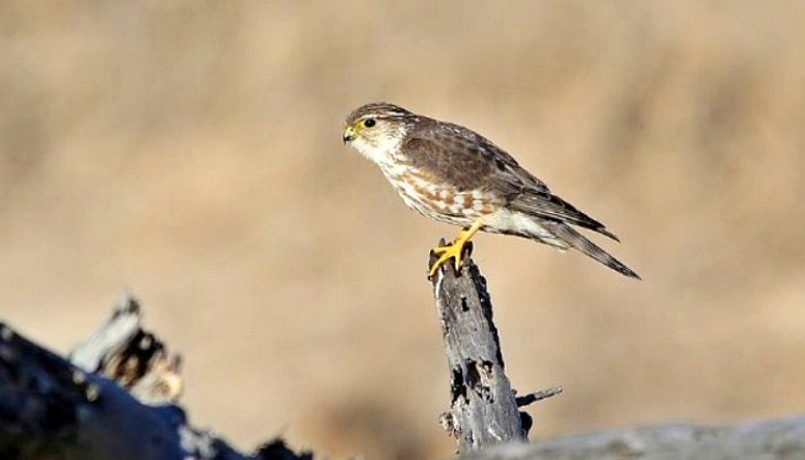 Eguzki denuncia que un esmerejón ha sido abatido durante el primer fin de semana de caza en Gipuzkoa