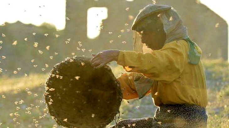 Premios cinematográficos ‘La Espiga Verde’ con valores medioambientales